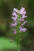 Platanthera psycodes