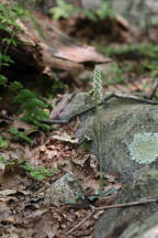 Goodyera pubescens