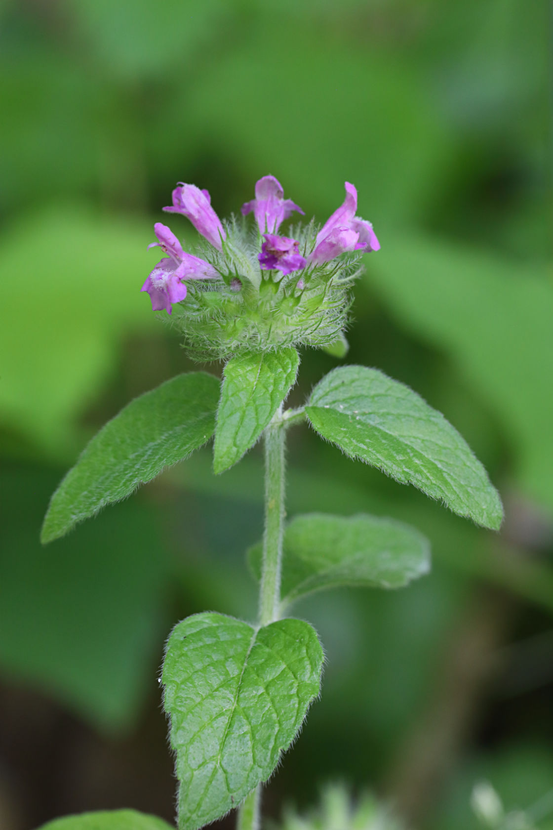 Wild Basil