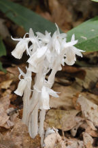 Monotropa uniflora