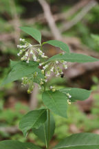 Asclepias exaltata