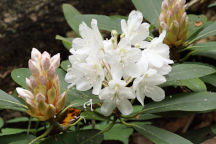 Rhododendron maximum