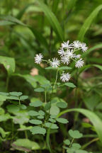 Thalictrum pubescens