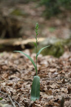 Platanthera lacera