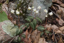 Chimaphila maculata