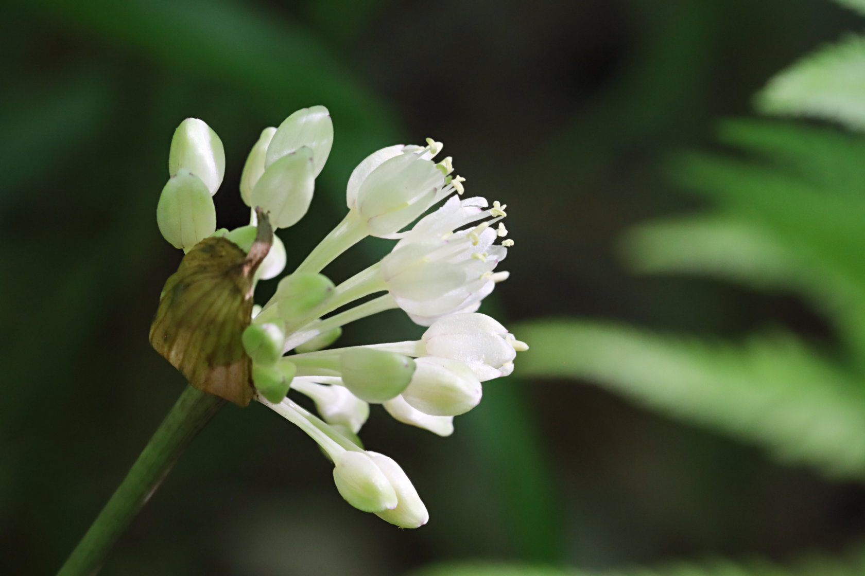 Wild Leek