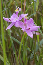 Common Grass Pink