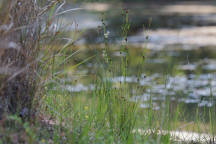 Knieskern's Beaked Rush