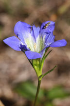 Pine Barren Gentian