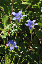 Gentiana autumnalis