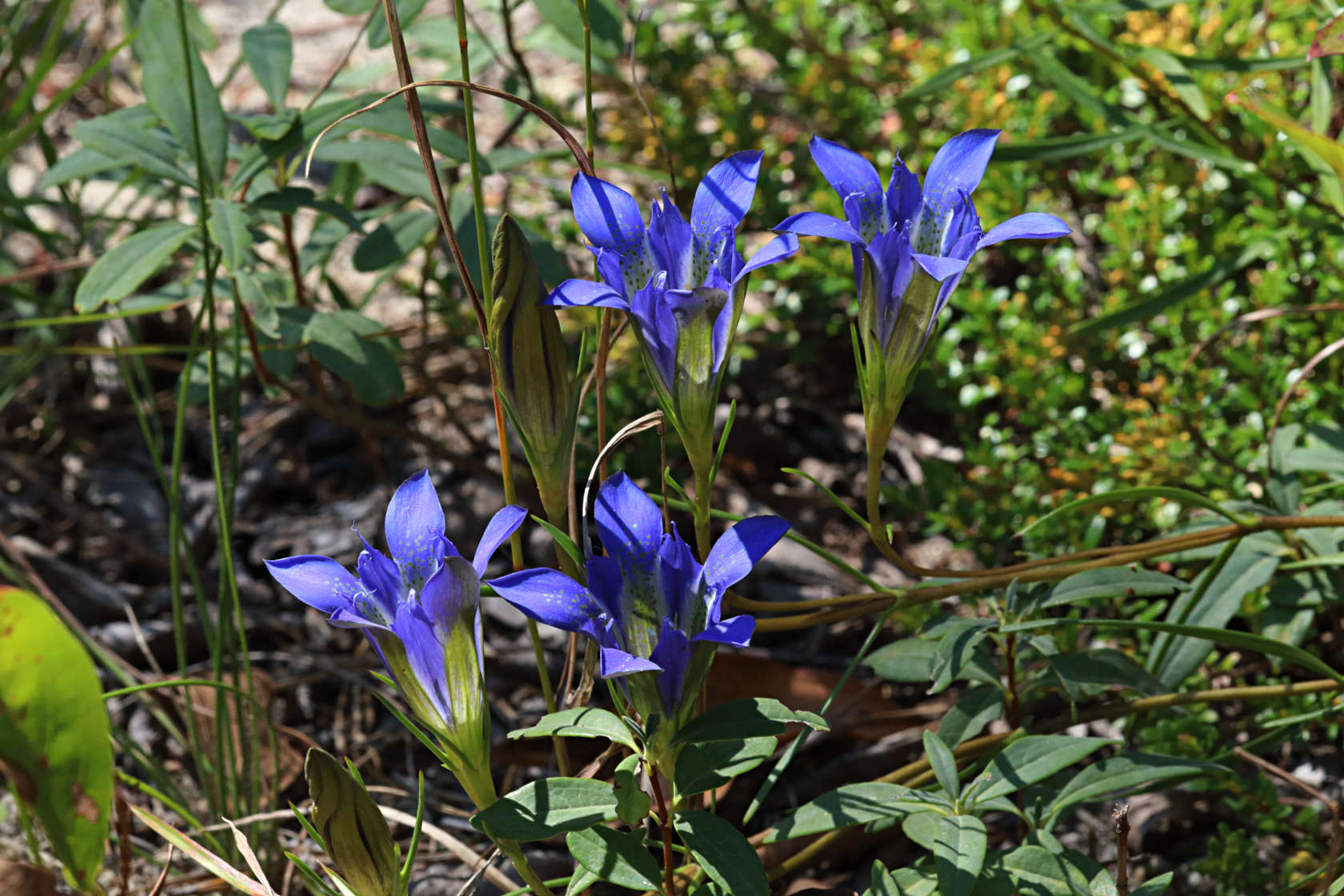 Pine Barren Gentian