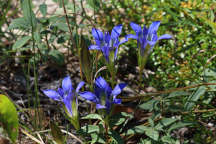 Gentiana autumnalis