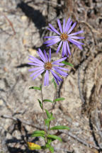 Eurybia spectabilis