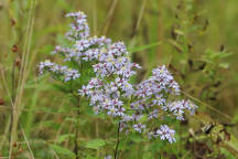 Symphyotrichum cordifolium