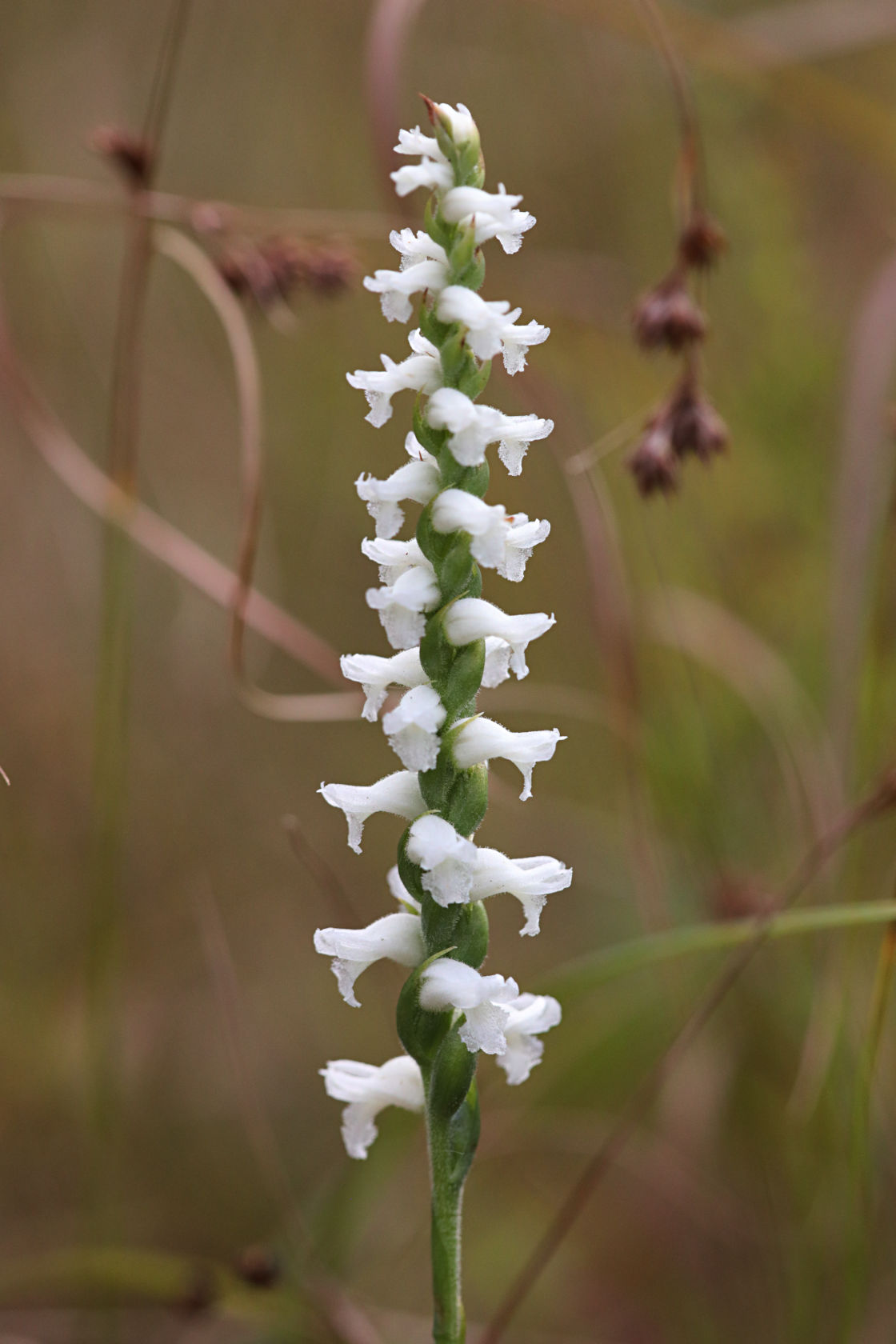 Nodding Ladies' Tresses