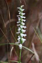 Spiranthes odorata