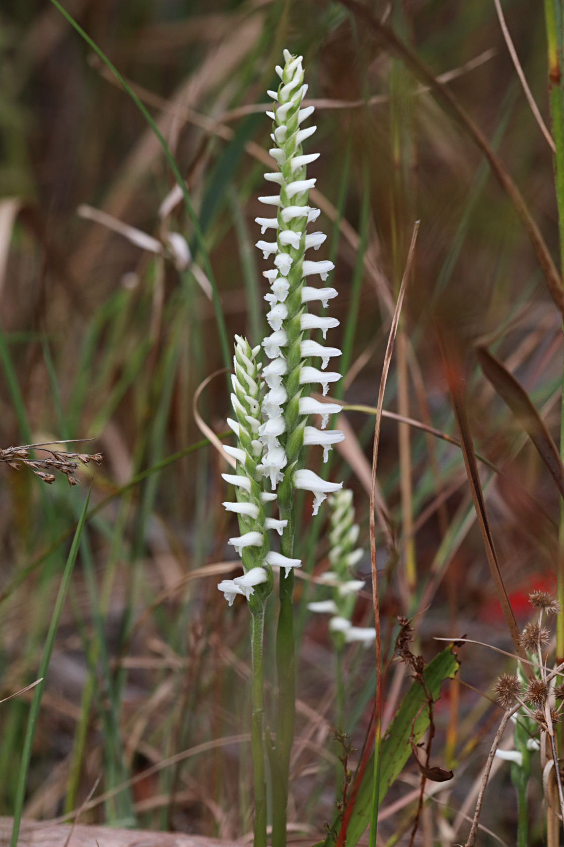 Atlantic Ladies' Tresses