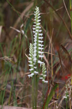 Spiranthes odorata