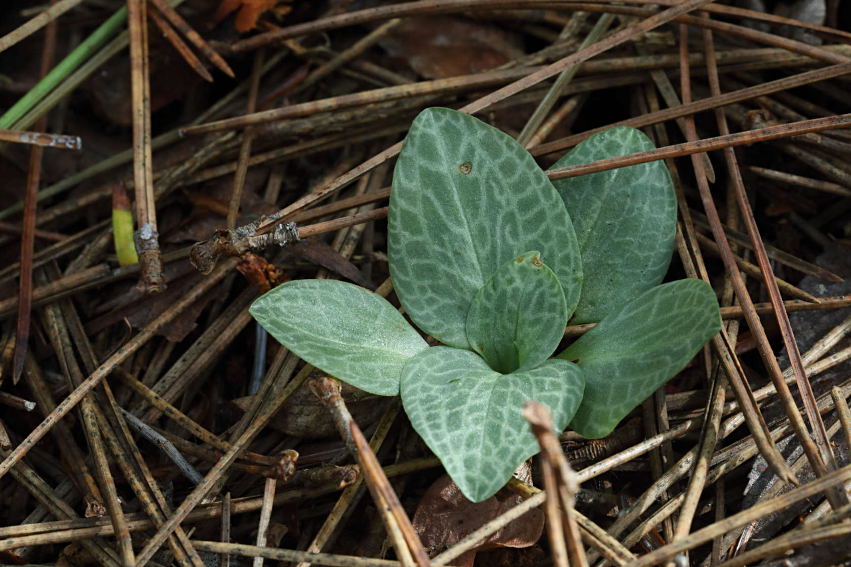 Checkered Rattlesnake Plantain