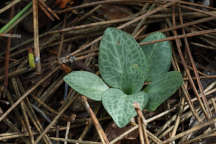 Goodyera tesselata