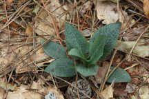 Checkered Rattlesnake Plantain