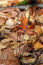 Autumn Coralroot