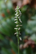 Spiranthes ovalis var. erostellata