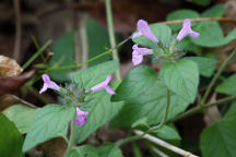 Clinopodium vulgare