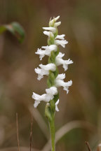 Spiranthes cernua