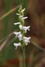 Spiranthes cernua