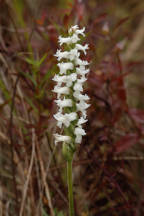 Spiranthes cernua