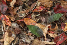 Cranefly Orchid