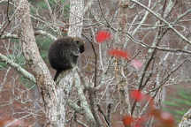 North American Porcupine