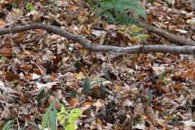 Aplectrum hyemale