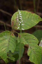 Spiranthes ovalis var. erostellata