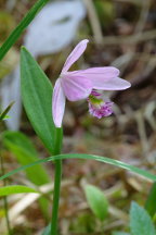 Pogonia ophioglossoides