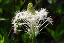 Xerophyllum asphodeloides