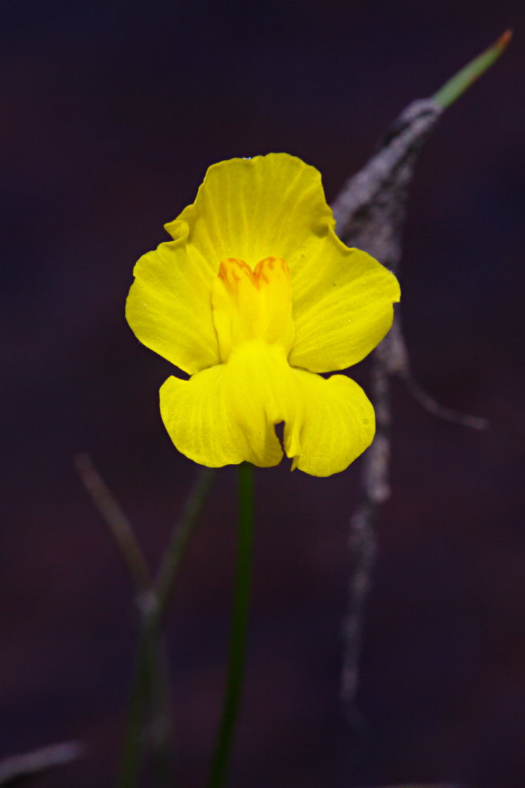 Humped Bladderwort