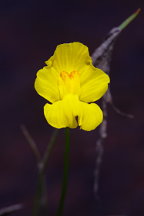 Utricularia gibba