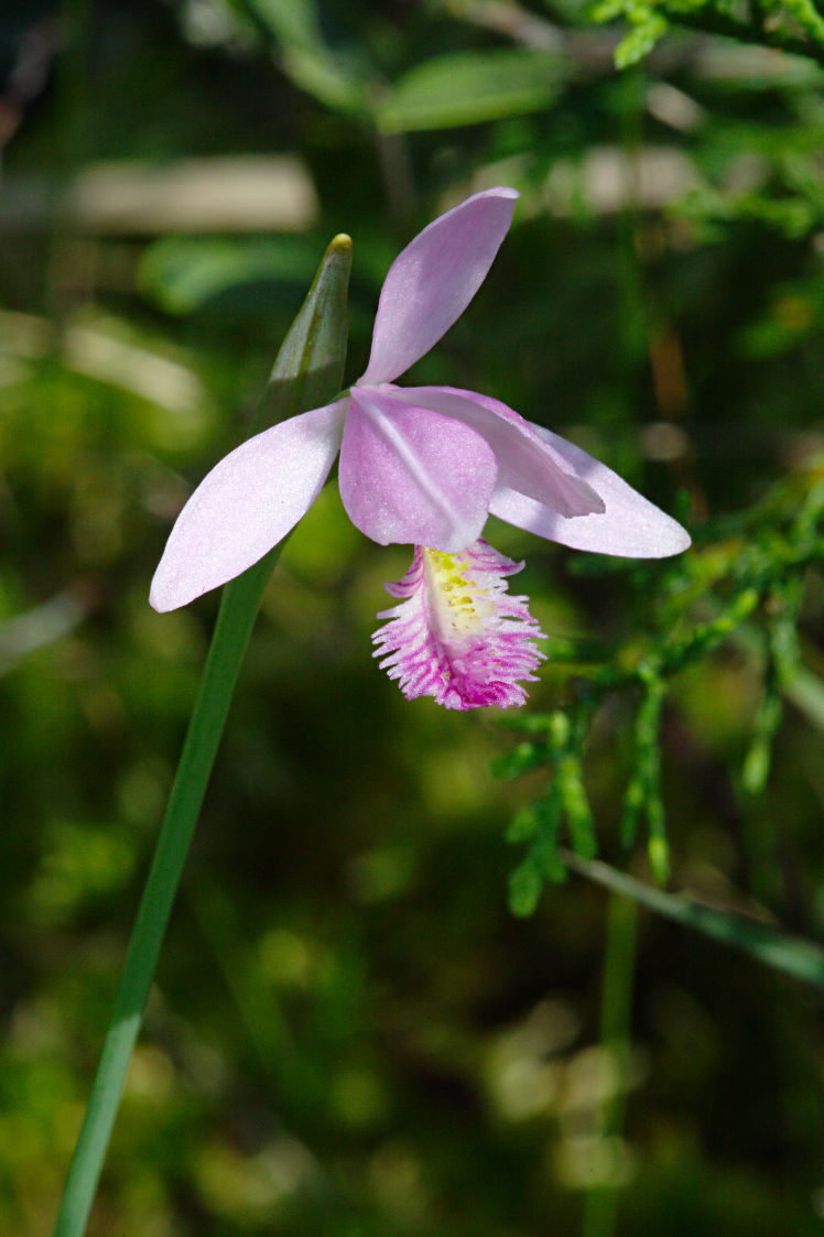 Rose Pogonia