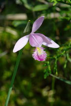 Pogonia ophioglossoides