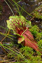 Purple Pitcher Plant