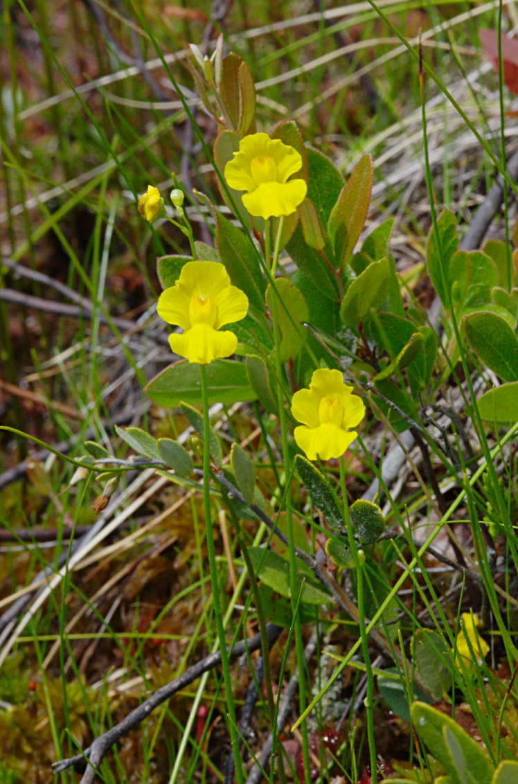 Humped Bladderwort