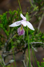 Rose Pogonia