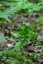 Gymnadeniopsis clavellata var. clavellata