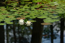 Nymphaea odorata