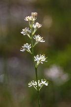 Coastal False Asphodel