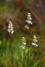 Coastal False Asphodel