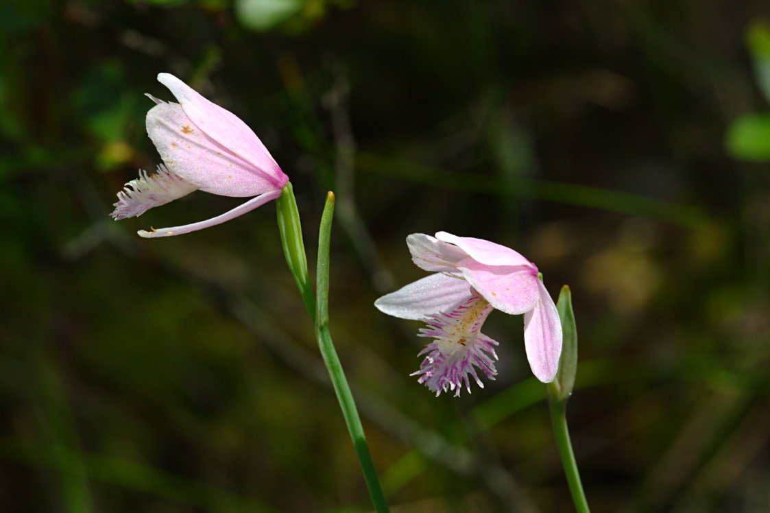 Rose Pogonia