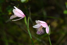 Pogonia ophioglossoides